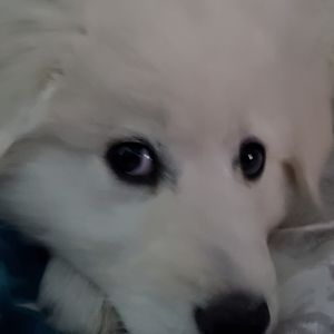 Meet your Posher, Nina